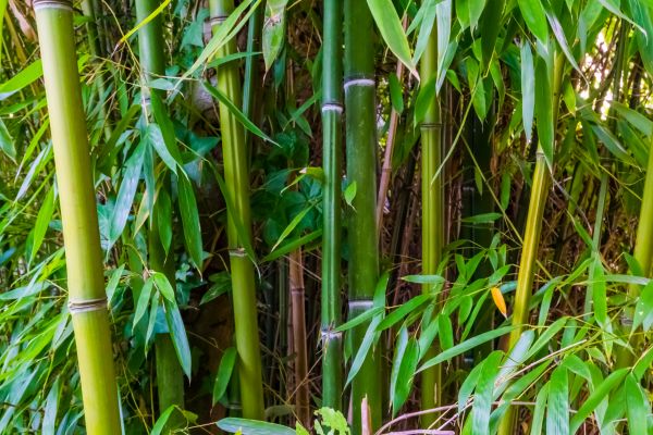Cost of Bamboo Trimming in Palm City