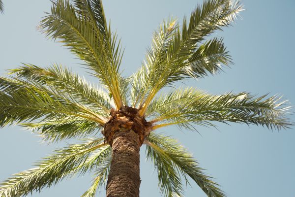 Cost of Palm Tree Pruning in Palm City