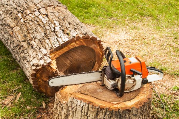 Cost of Tree Cutting Service in Palm City