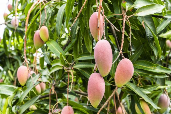 Cost of Mango Tree Trimming in Palm City