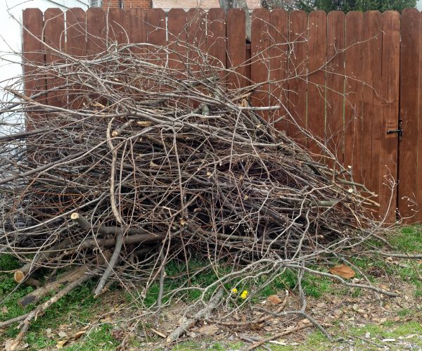 Cost of Dead Branch Removal in Palm City