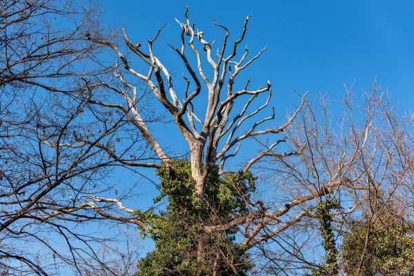 Cost of Deadwood Removal in Palm City