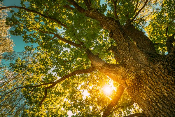 Cost of Oak Tree Pruning in Palm City