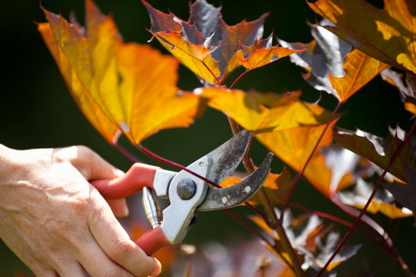 Cost of Maple Tree Pruning in Palm City