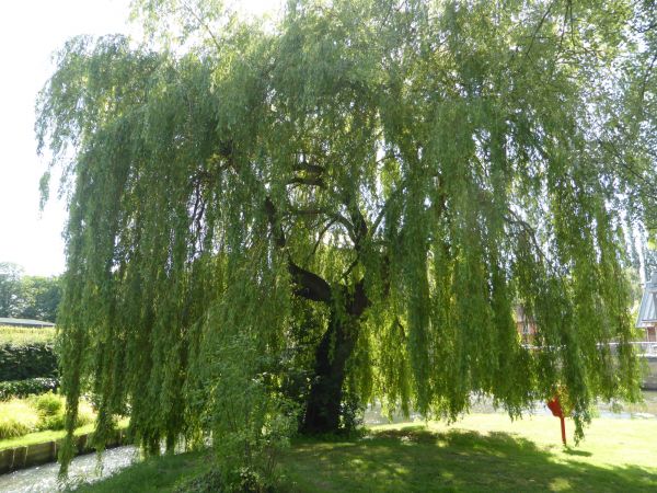 Cost of Willow Tree Trimming in Palm City