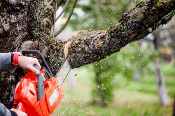 Cost of Tree Limbs Removal in Palm City
