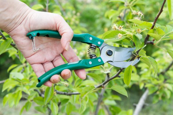 Cost of Pear Tree Pruning in Palm City