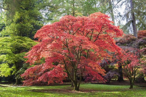 Cost of Japanese Maple Pruning in Palm City