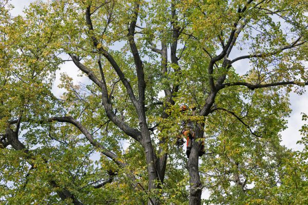 Cost of Tree Crown Shaping in Palm City