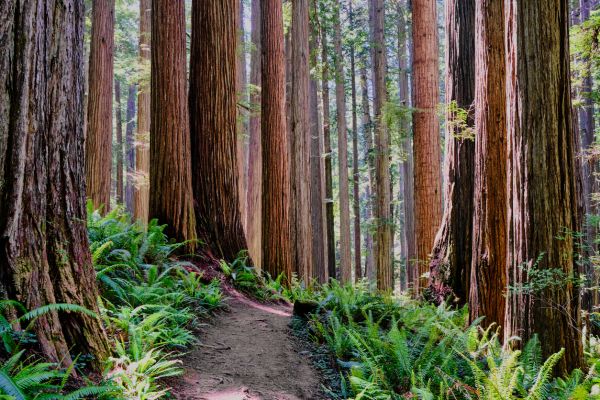 Cost of Redwood Tree Trimming in Palm City