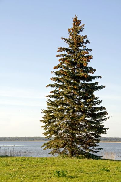 Cost of Spruce Tree Pruning in Palm City