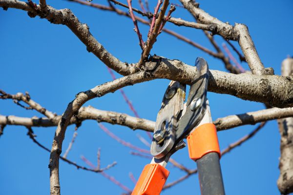 Cost of Peach Tree Trimming in Palm City