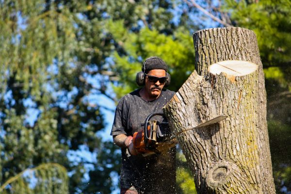 Cost of Ash Tree Pruning in Palm City
