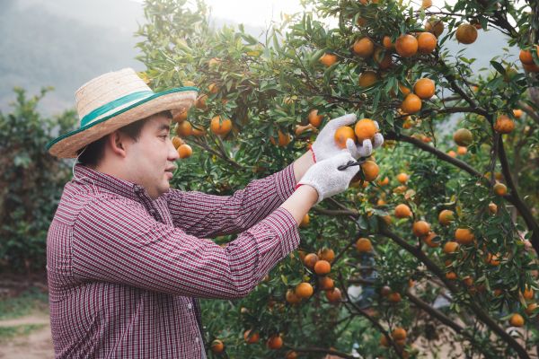 Cost of Orange Tree Pruning in Palm City