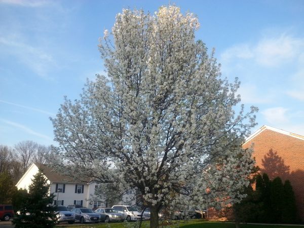Cost of Bradford Pear Tree Pruning in Palm City