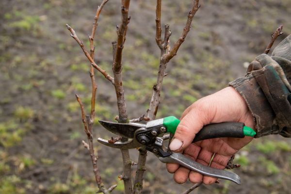 Cost of Pear Trees Pruning in Palm City
