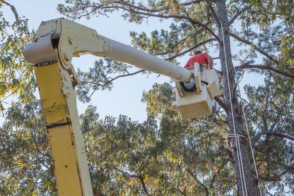Cost of Limbs Trimming in Palm City