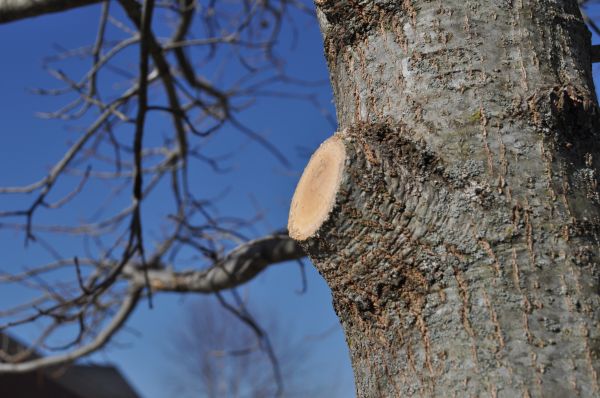 Cost of Limb Pruning in Palm City