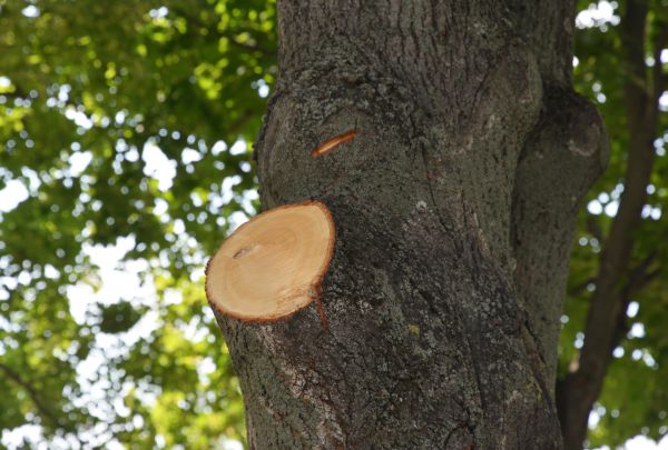 Cost of Limb Cutting in Palm City