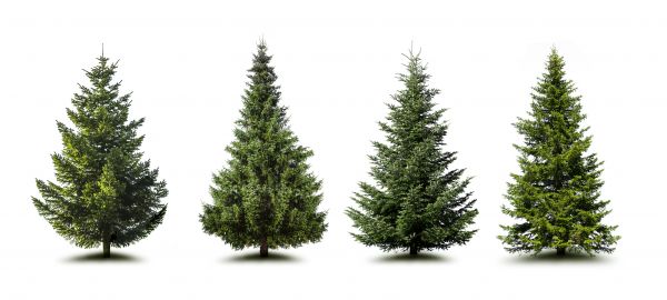 Cost of Pine Tree Trimming in Palm City