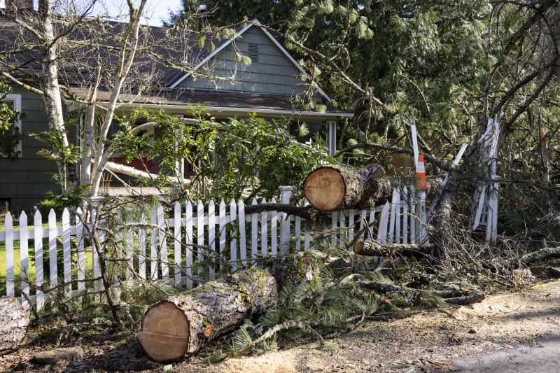 Fallen Tree in a Yard