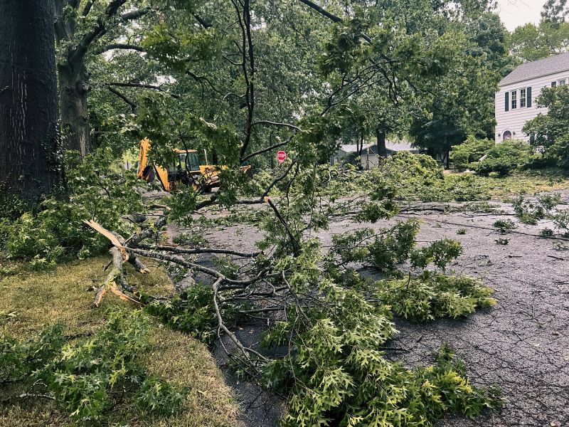 Storm Damage Tree Fallen on Commercial Site