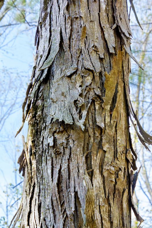 Hickory Tree Pruning