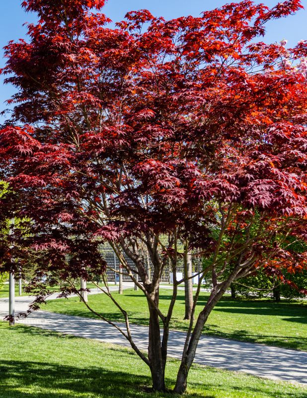 Japanese Maple Pruning