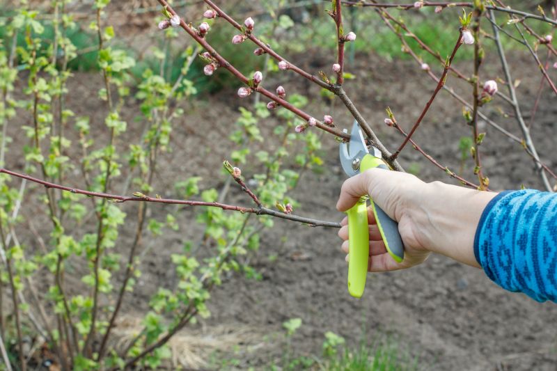 Magnolia Tree Pruning