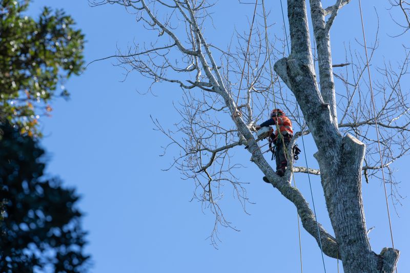 Certified Arborist at Work