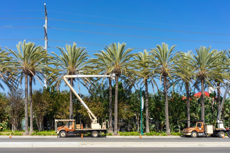 Municipal Tree Services